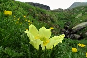 81 Pulsatilla alpina sulfurea